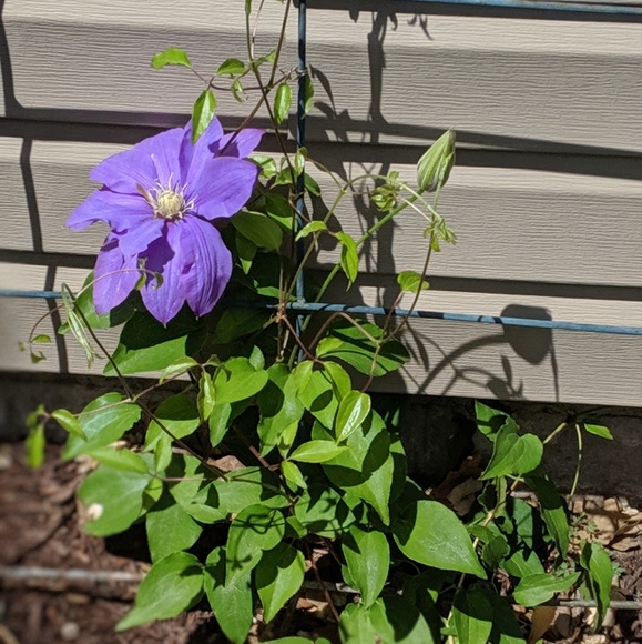 Meet your Posher, Tonya - Picture 1 of 1